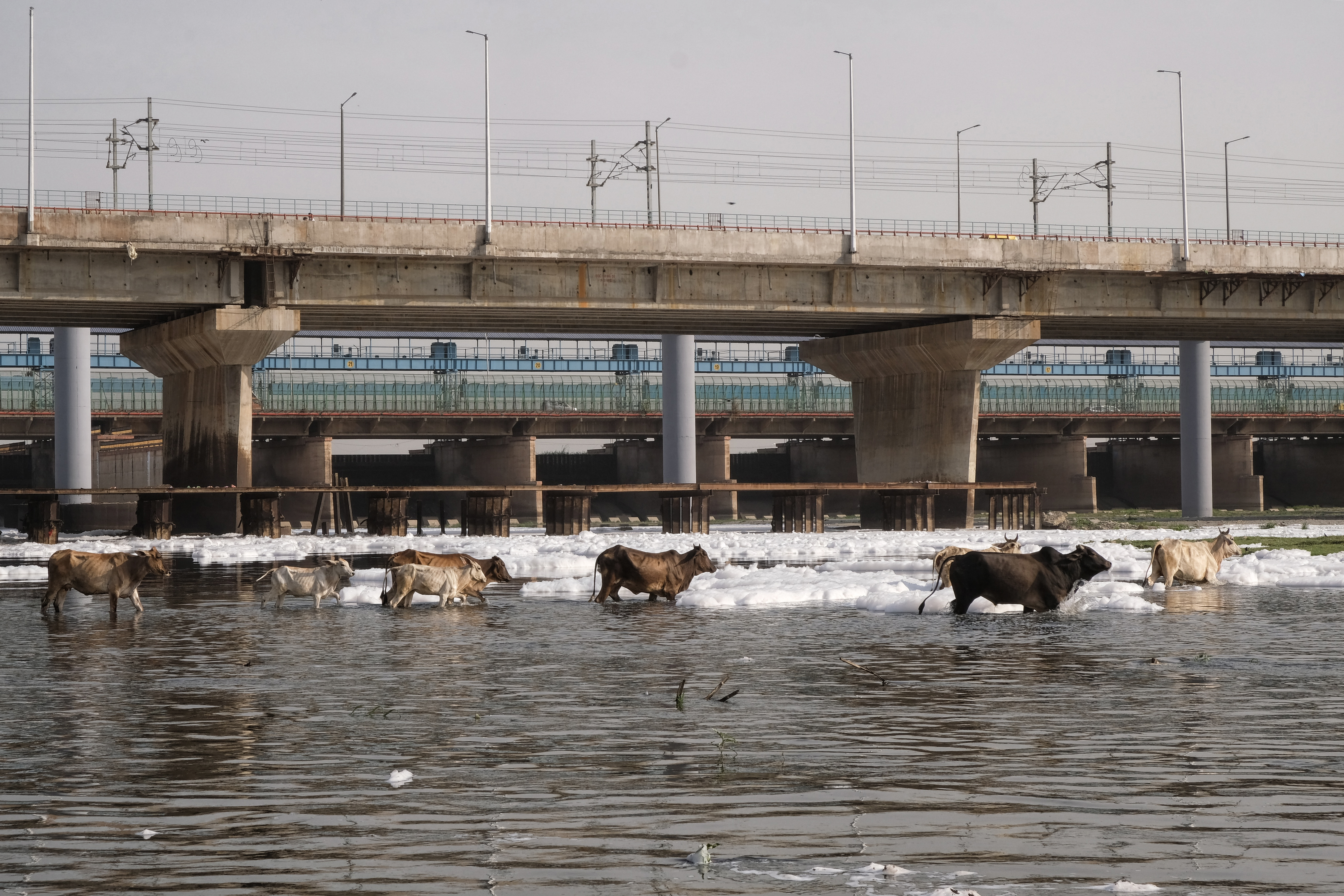 INDIA-ENVIRONMENT-POLLUTION-ANIMAL